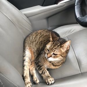 Meet your Posher, Gracie